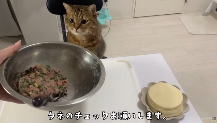 椅子に座っている猫