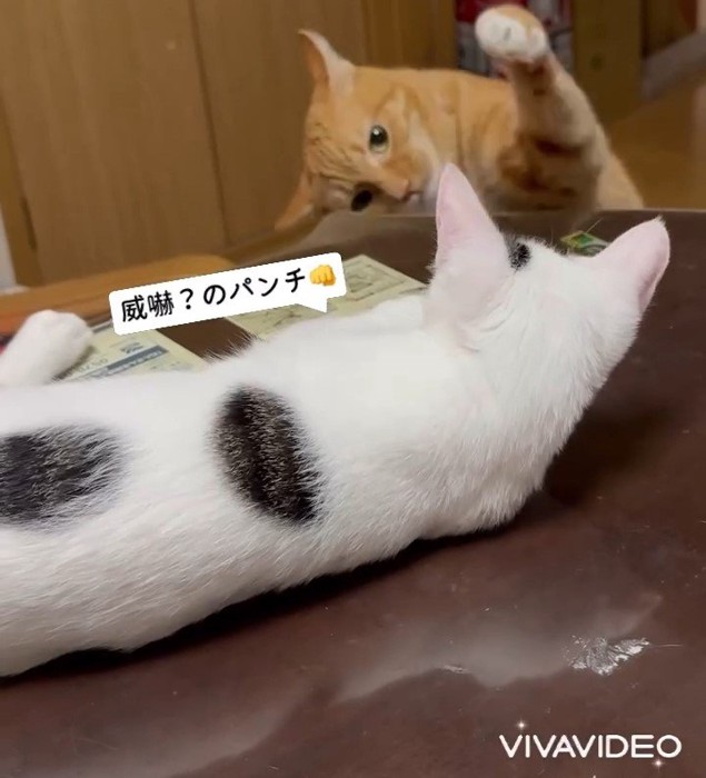 子猫にパンチする成猫