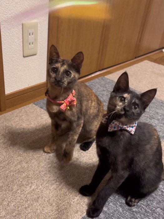 並んで座る子猫