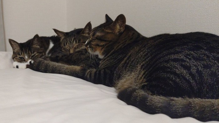 目の前の猫のお尻を枕にしてくつろぐ3匹の猫