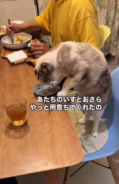 下を向く猫