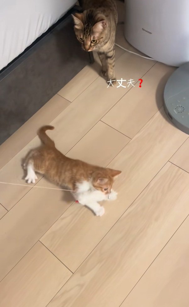 駆け寄るうーろんちゃん