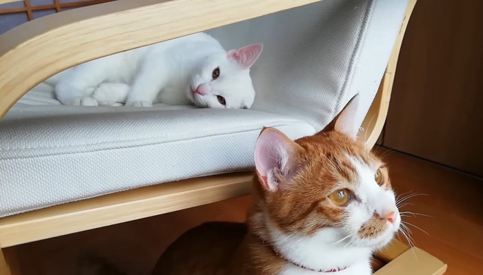 クラちゃんとトコちゃん