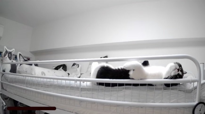 ベッドに寝転がる猫