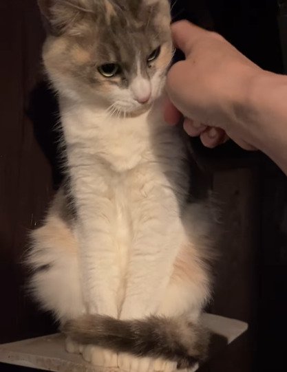 首元を撫でられる猫