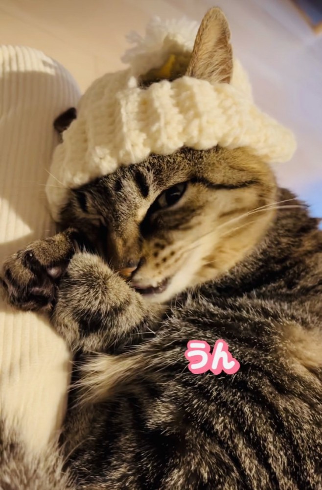 手作りニット帽をかぶってママの膝の上でくつろぐキジトラ猫