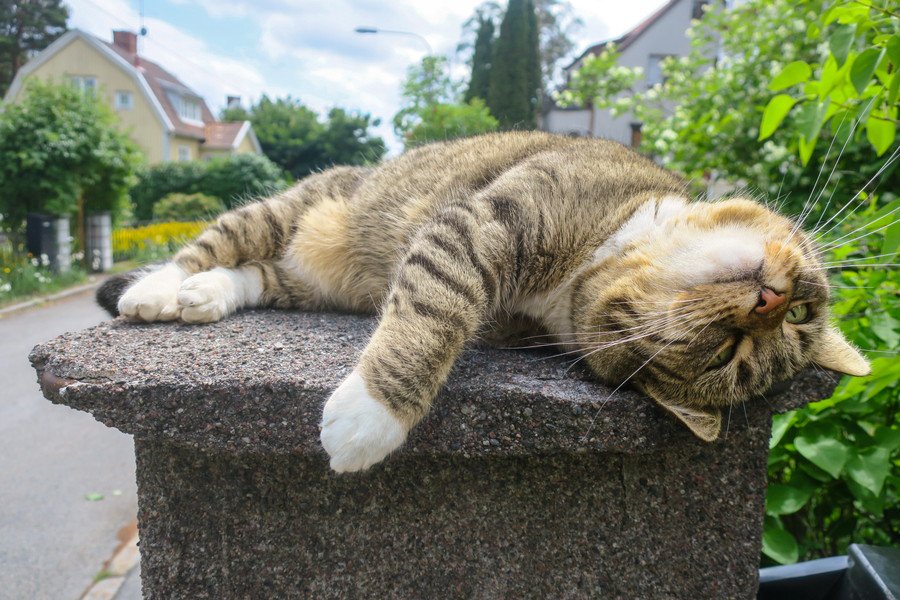 住宅地でリラックスする猫