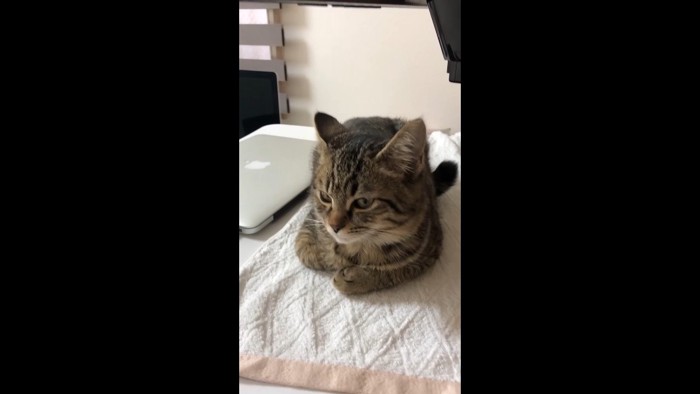 香箱座りの子さもじくん