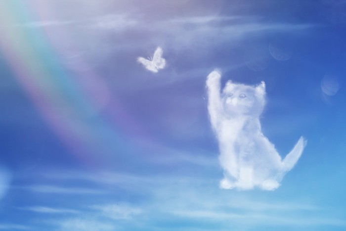 愛猫に似た雲