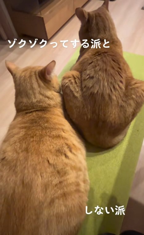 背中をつつかれてぞくっとする右側の猫