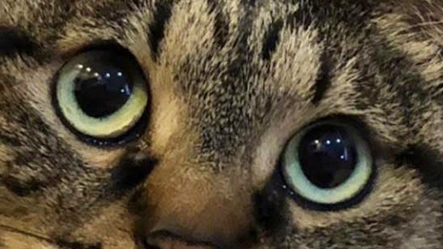 キジトラ猫のまん丸な目