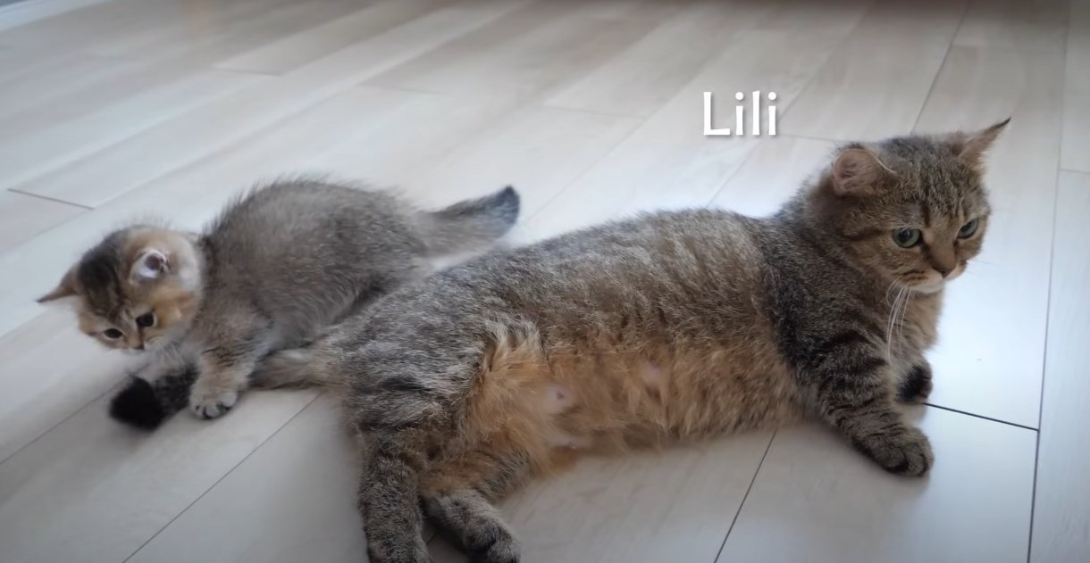 寝そべる猫のしっぽで遊ぶ子猫