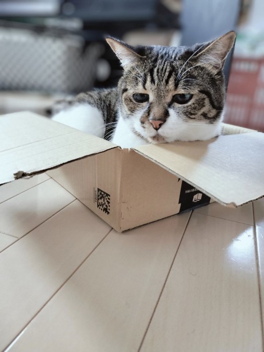箱に入り、こちらを見ている猫