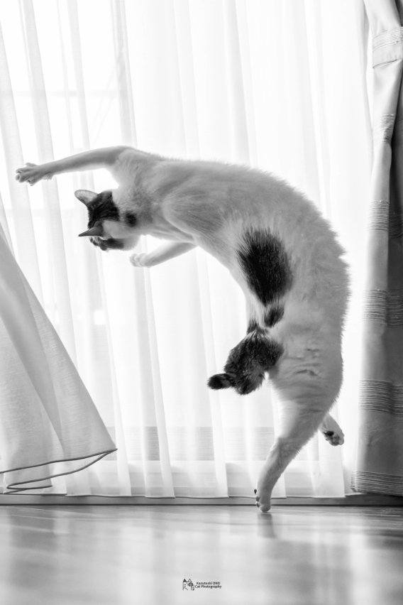 体を90度に曲げている猫の後ろ姿