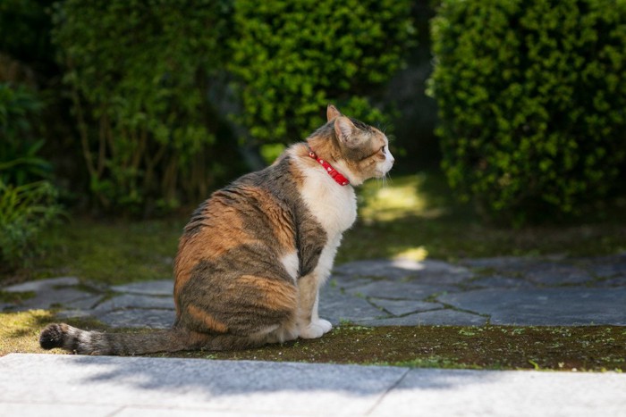 猫の赤い首輪