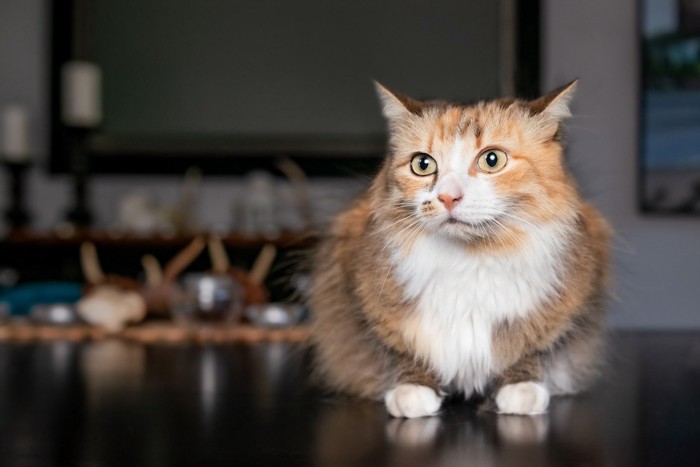 座っている猫