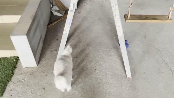 脚立にスリスリする猫