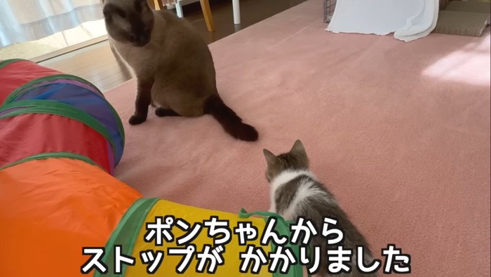 ポンちゃんからストップ