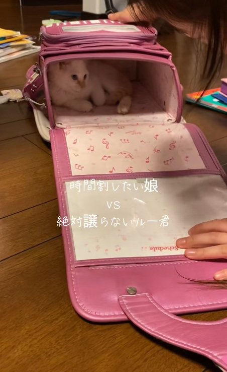 ランドセルの中にいる猫