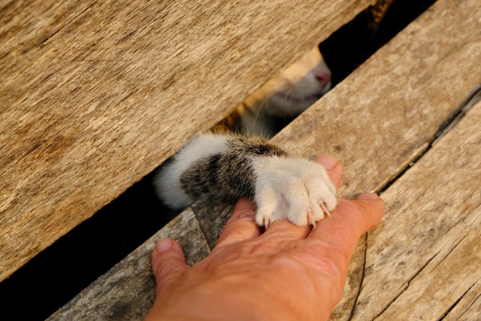 隙間から飼い主に向かって出された猫の手