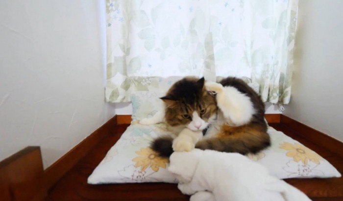 足を上げる猫