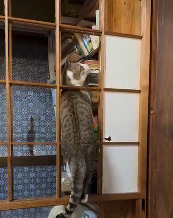 咥えた和紙を引っ張る猫