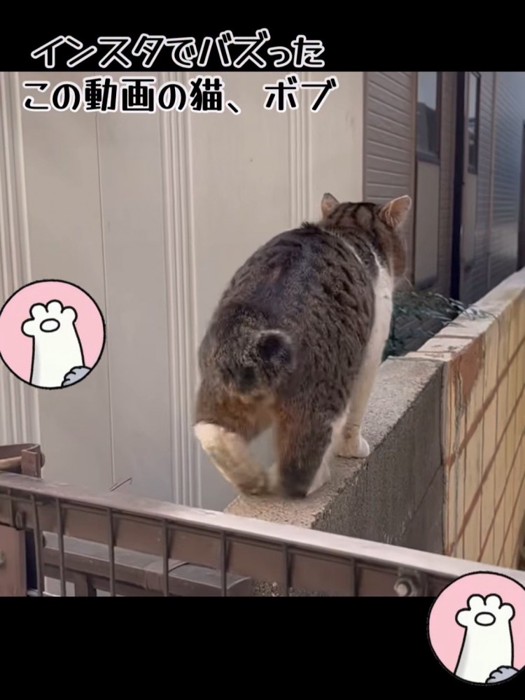 猫の後ろ姿
