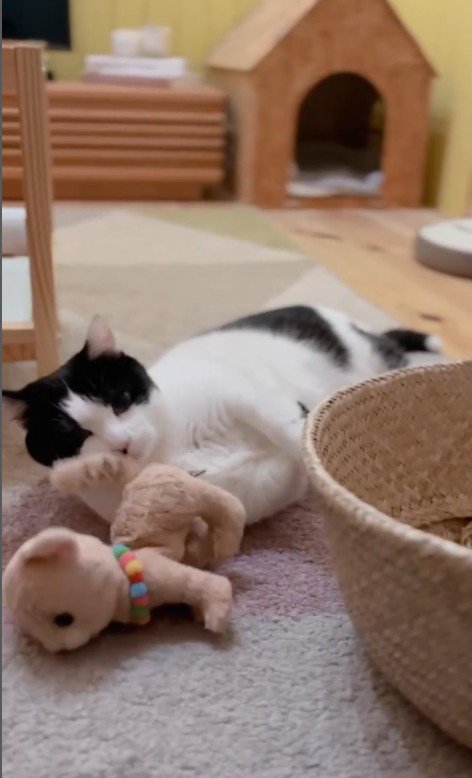 ぬいぐるみを舐めている猫