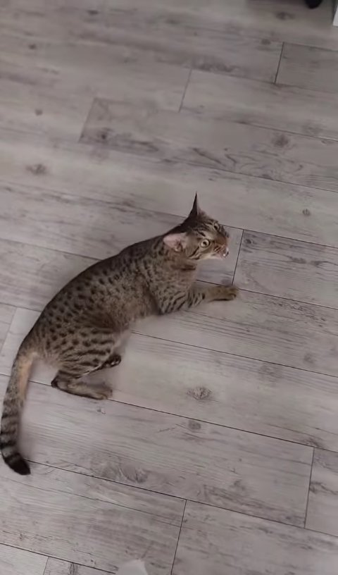 フローリングの上で口を開けながら立ちあがろうとしている猫
