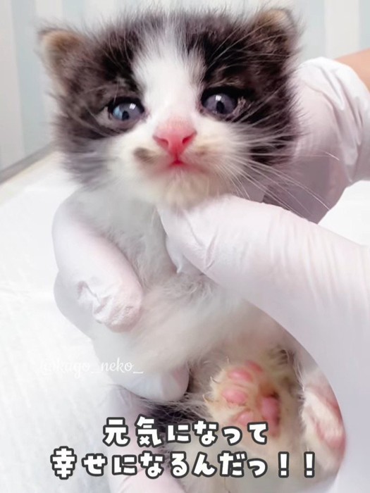 あごをなでられる子猫