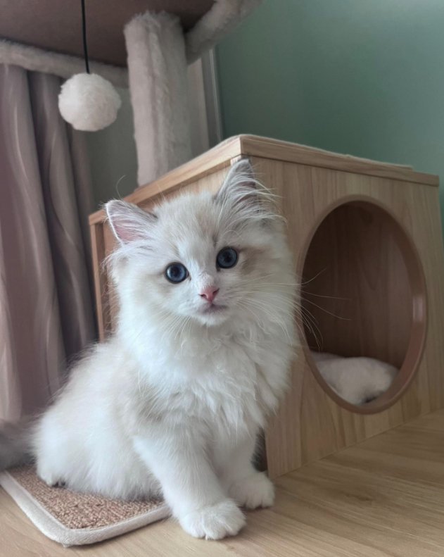 キャットタワーでお座りをしているカメラ目線の子猫