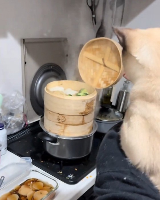 せいろを見る猫