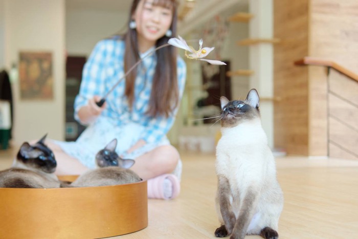 飼い主と遊ぶ猫