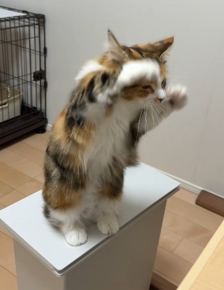 後ろ足で立って前足をあげる猫