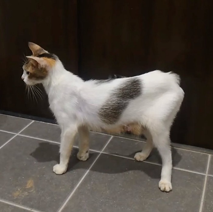 2年前の猫