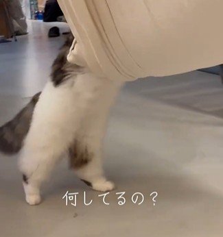 前へ歩く猫の足
