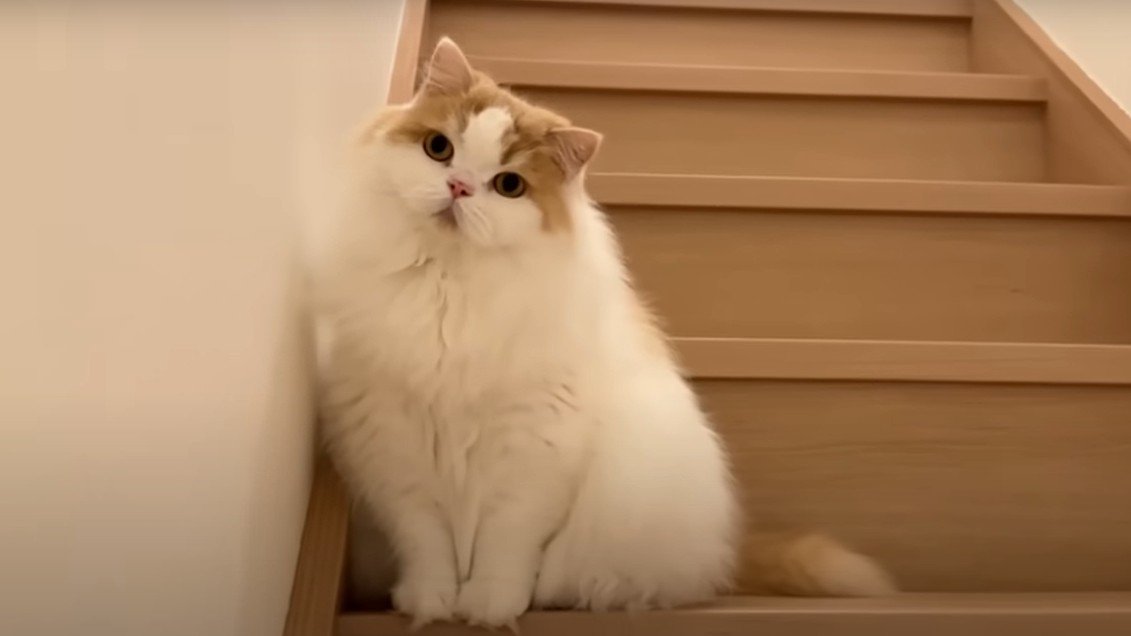 首をかしげる猫