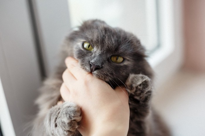 飼い主の手を噛む猫