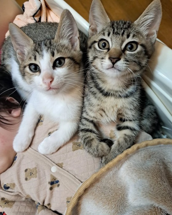 カメラ目線の子猫たち