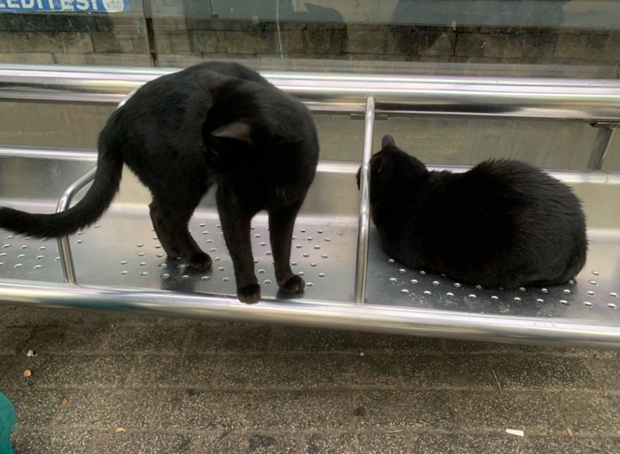 隣に並ぶ黒猫