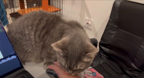 人の手を噛む猫