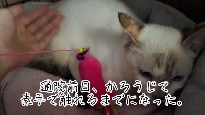 ケージの中でママに撫でられる猫