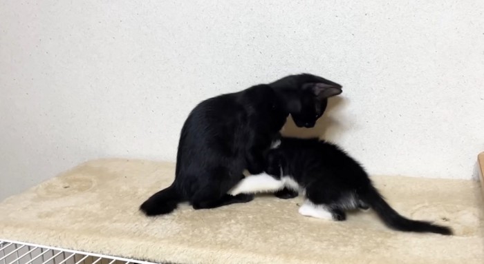 同居猫に甘える猫