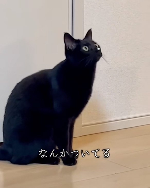 見上げる猫