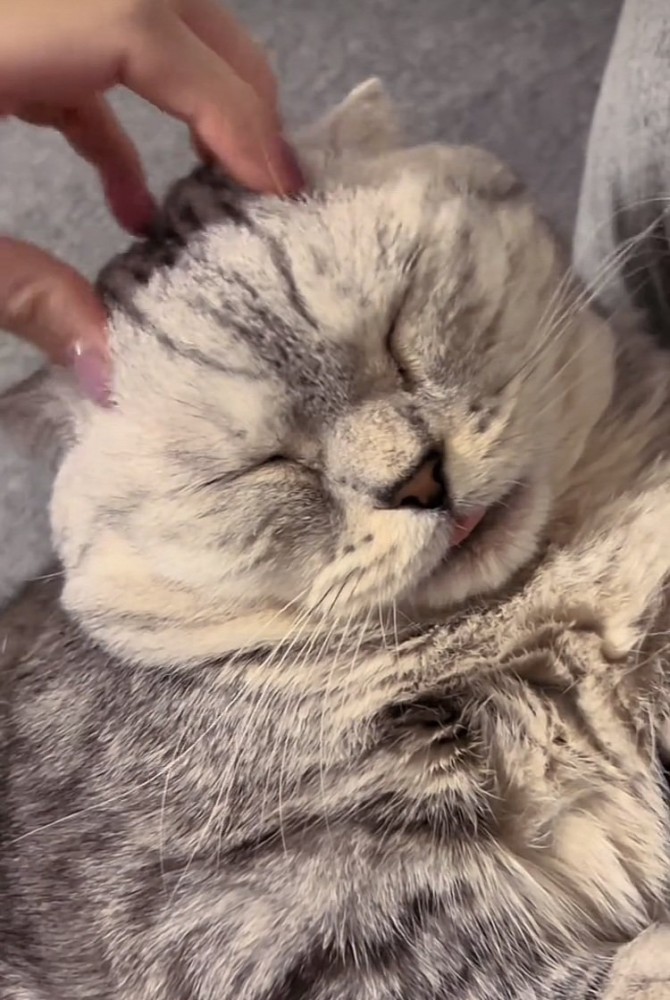 ママに頭を撫でられて舌を出すジェネッタ