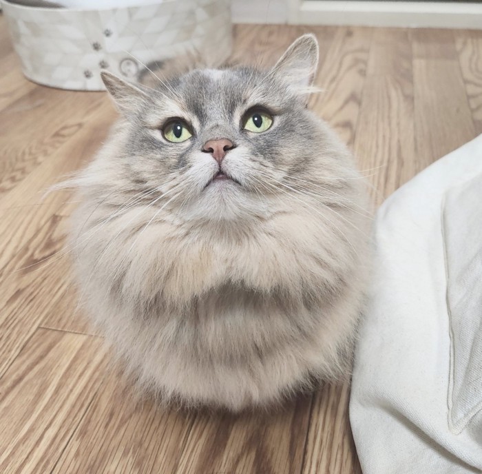 丸いナズナちゃん