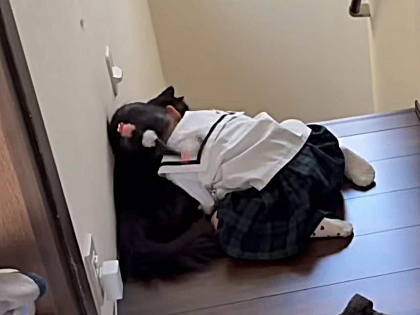 寝ころぶ猫と背中に顔を乗せる妹