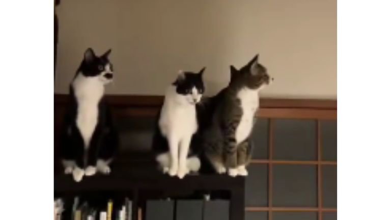 室内にいる猫たち