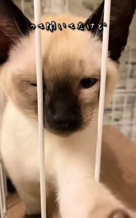 ケージの中から手を伸ばすシャムネコの子猫