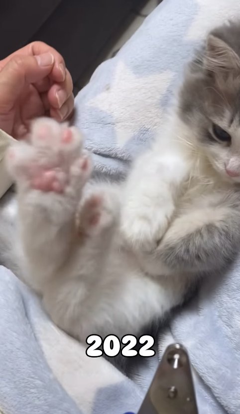 爪切りを見ている仰向けになった子猫